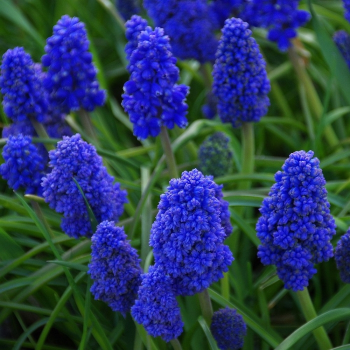 Мышиный гиацинт мускари