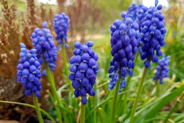 Мускари на рабочий стол