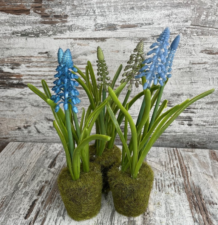 Мускари в горшке