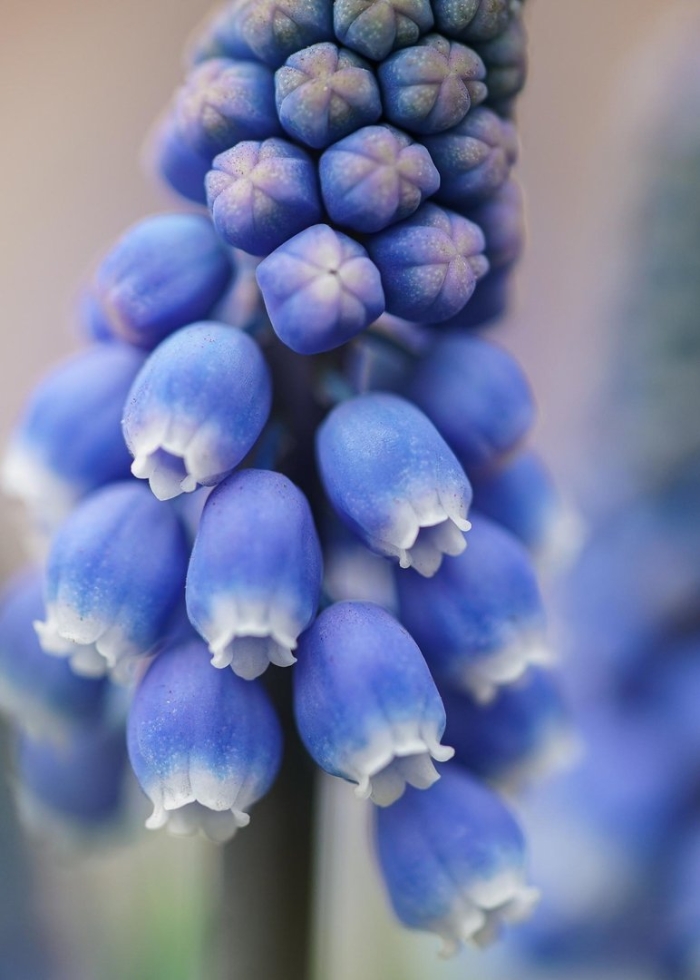 Мускари алида