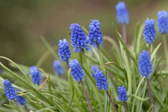 Pink sunrise мускари