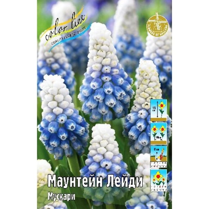 Мускари уайт мэджик