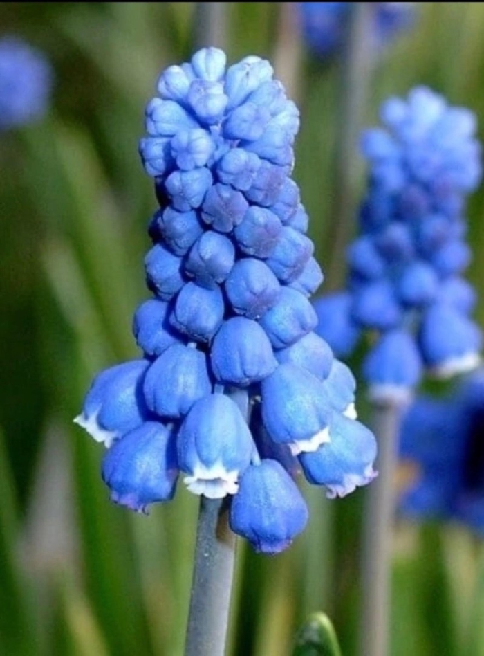 Мышиный гиацинт мускари