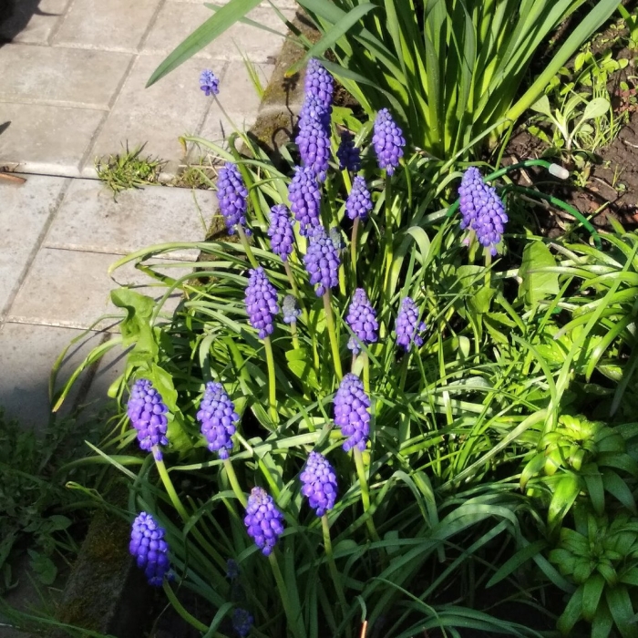 Мускари latifolium