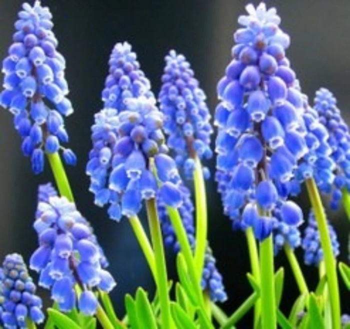 Мускари арменикум