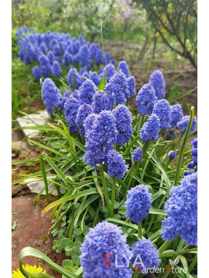 Мускари армянский азуреум