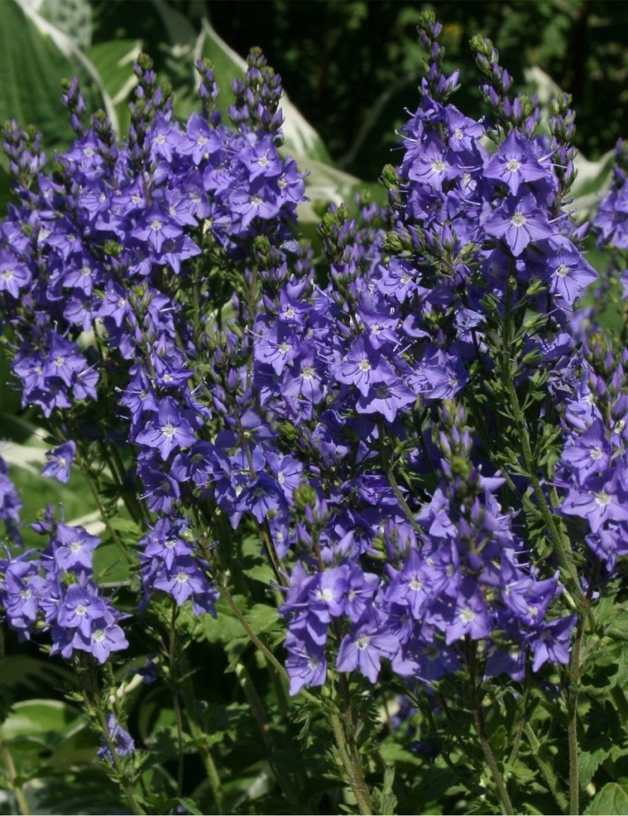 Вероника австрийская роял блю