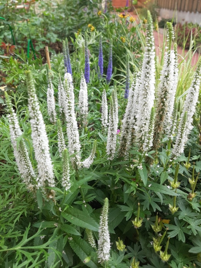 Вероника колосковая