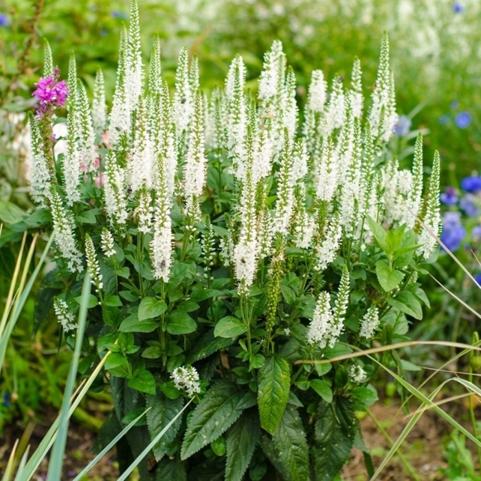 Вероника длиннолистная (veronica longifolia)