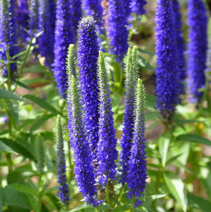 Вероника длиннолистная