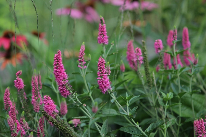 Вероника колосистая розовая