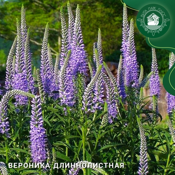 Многолетники вероника длиннолистная