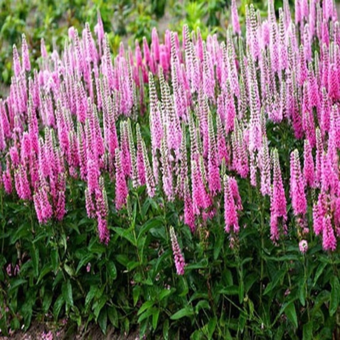 Вероника колосковая 'heidekind'