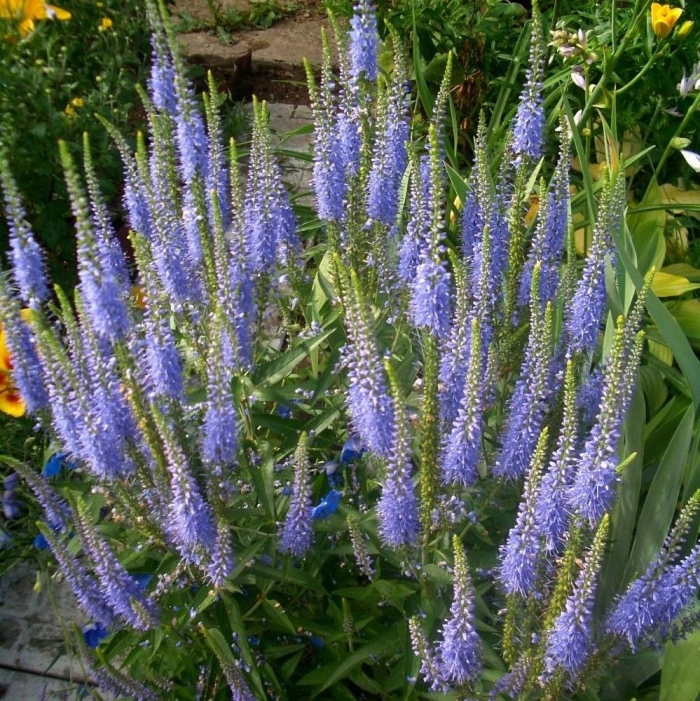 Вероника длиннолистная санни бордер блю