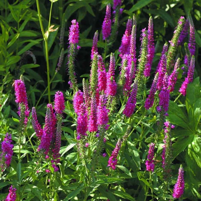 Вероника колосистая ротфукс