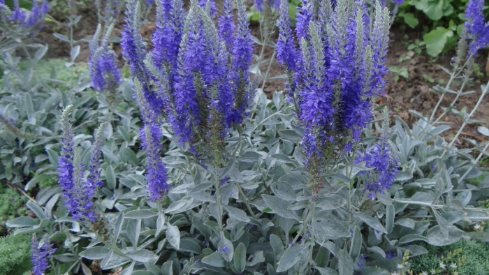 Вероника седая veronica incana