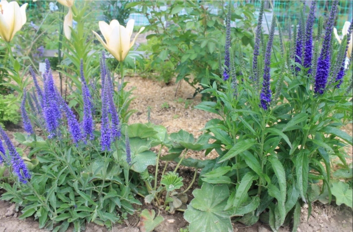 Вероника колосистая голубая