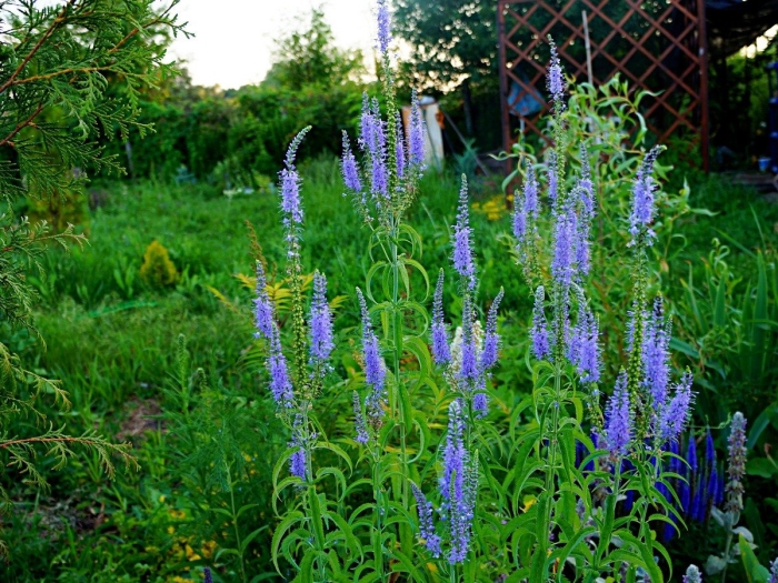 Многолетник вероника колосковая