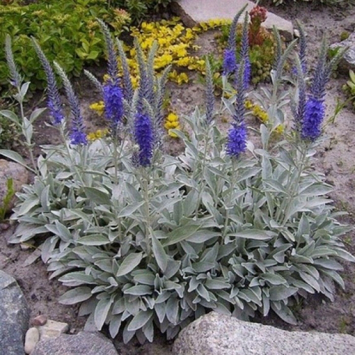 Вероника седая silberteppich