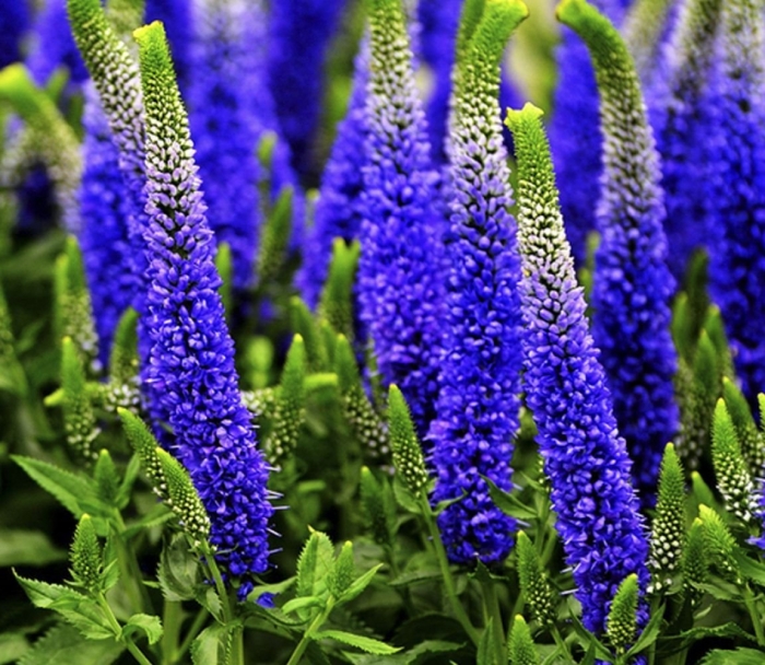 Вероника длиннолистная фёст глори