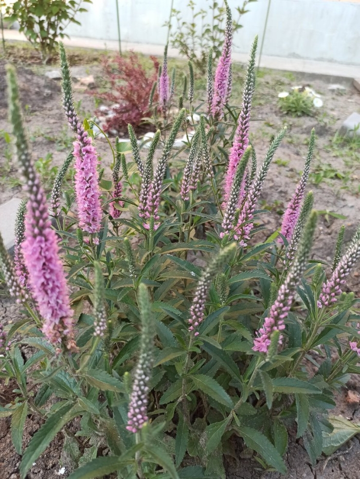 Вероника колосистая хайдекинд