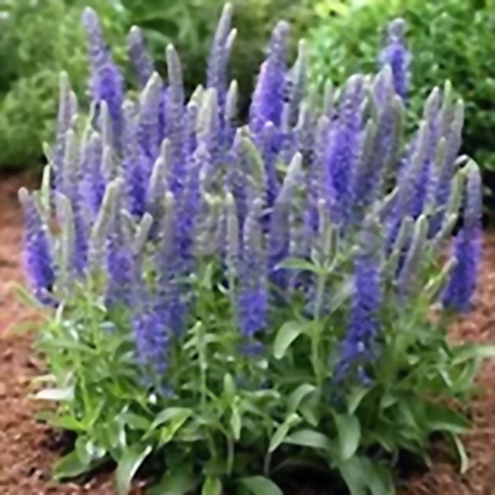 Вероника колосковая бэби блю