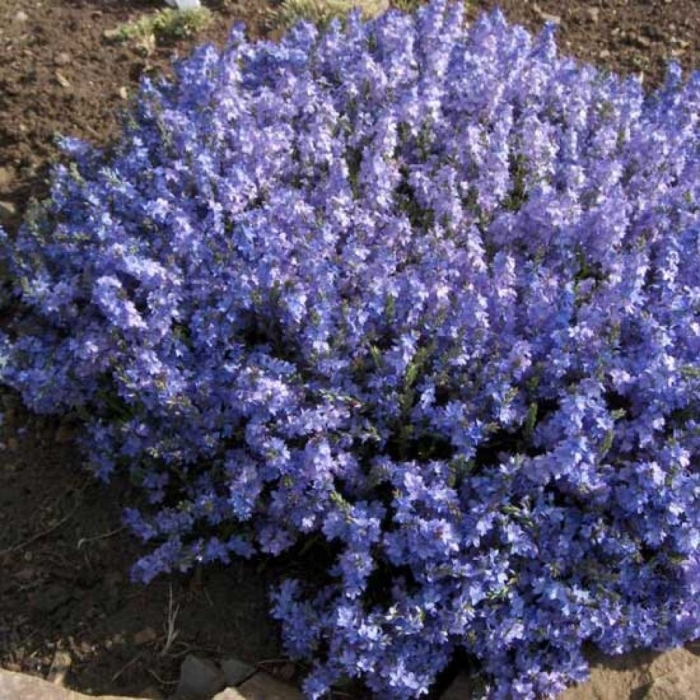 Вероника садовая