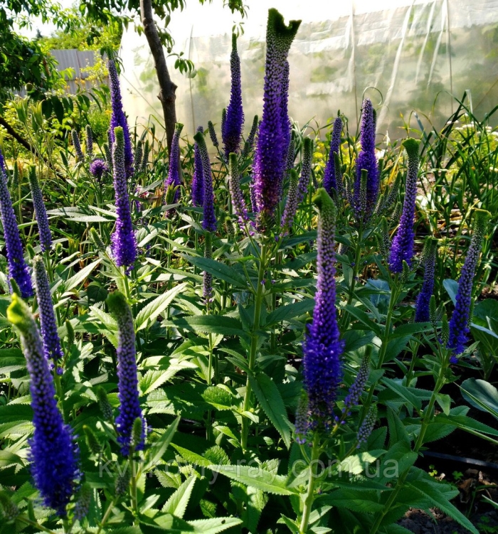 Вероника колосковая алстэ блу двоф