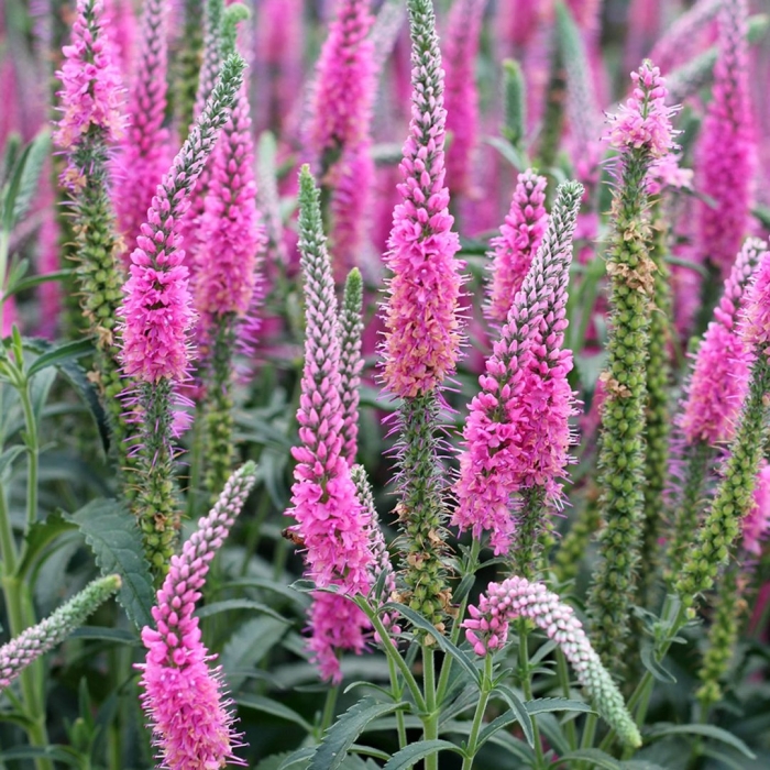 Вероника колосковая анниверсари