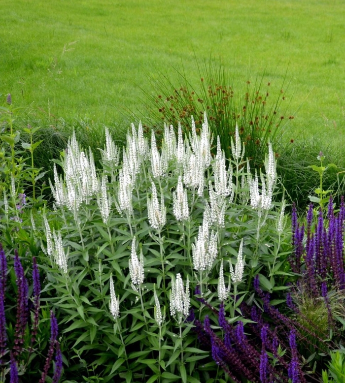 Вероника длиннолистная 'schneeriesin'