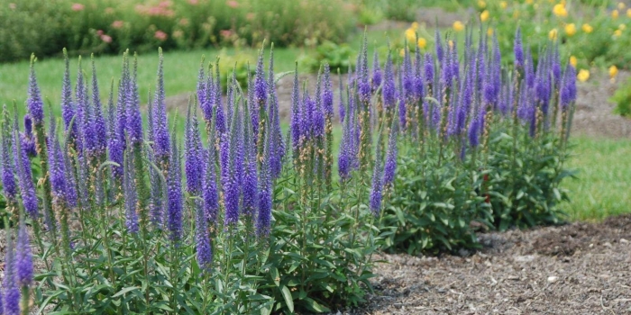 Вероника колосковая алстэ блу двоф