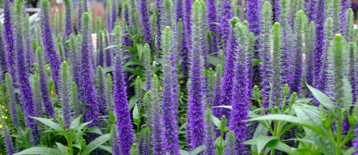 Вероника колосистая