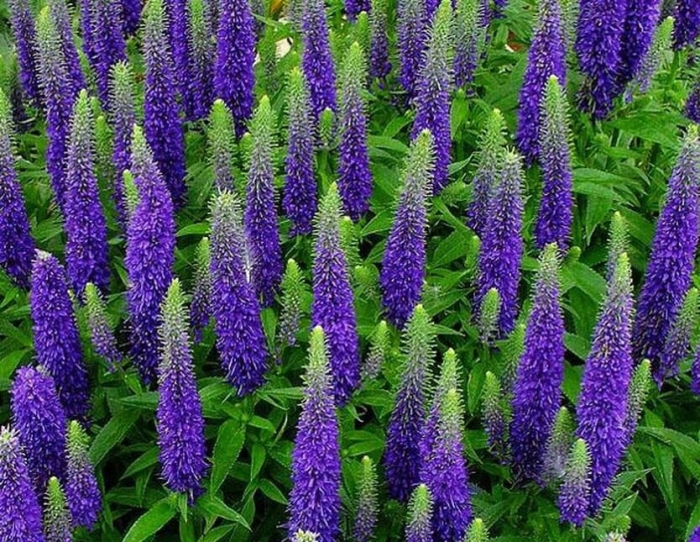 Вероника колосковая (veronica spicata )