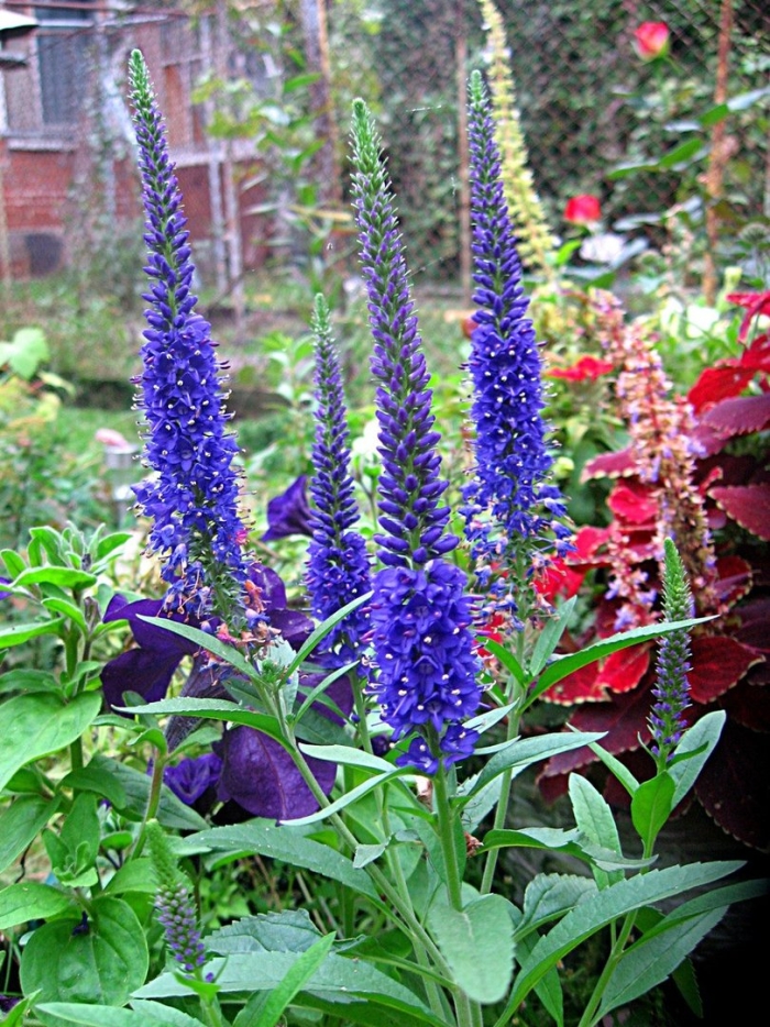 Многолетники вероника длиннолистная