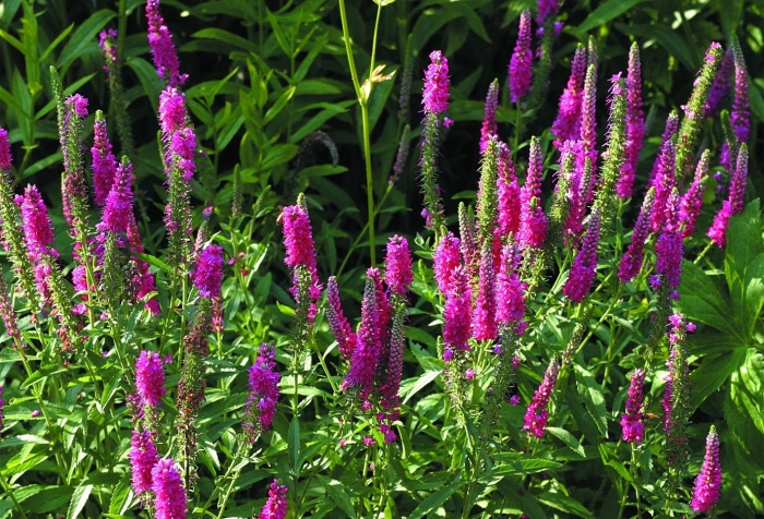 Вероника колосистая rotfuchs