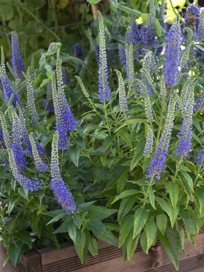 Вероника санни бордер блю