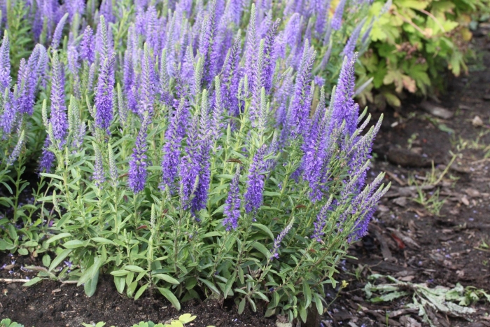 Вероника колосковая нана блаутеппич