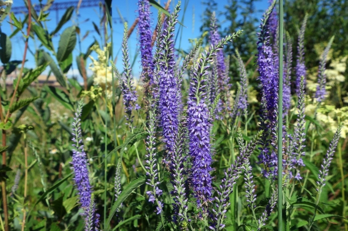 Трава вероника длиннолистная