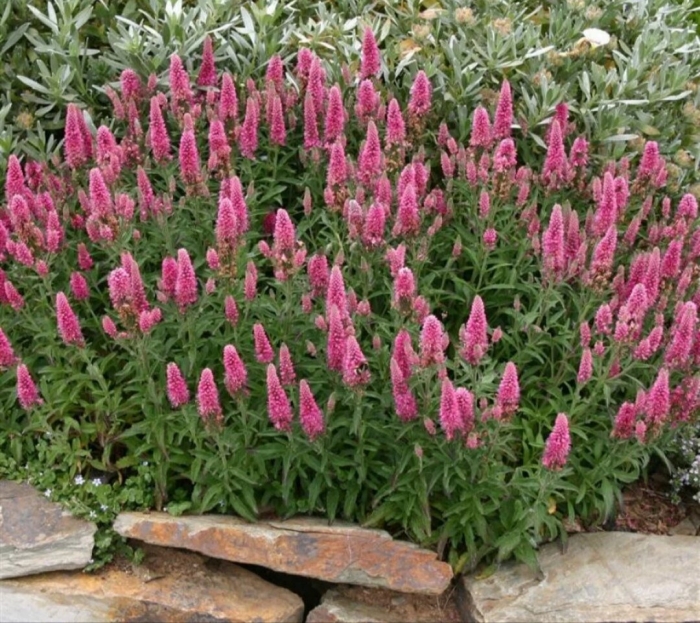 Вероника колосковая ферст лав