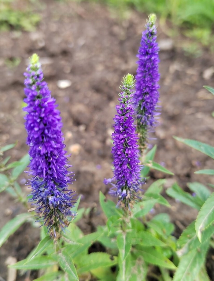 Вероника колосистая heidekind