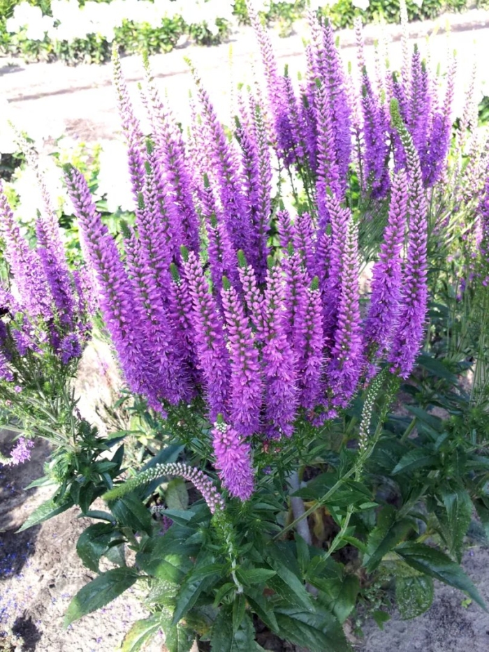 Вероника цветок многолетник