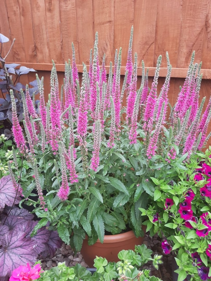 Вероника колосковая ротфучс