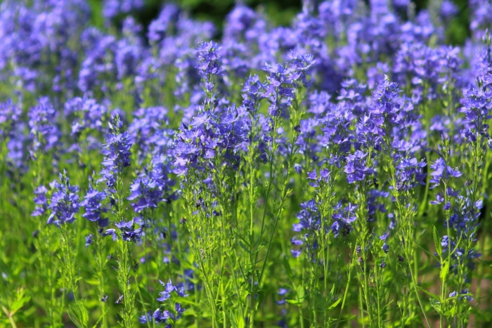 Вероника австрийская 'knallblau'