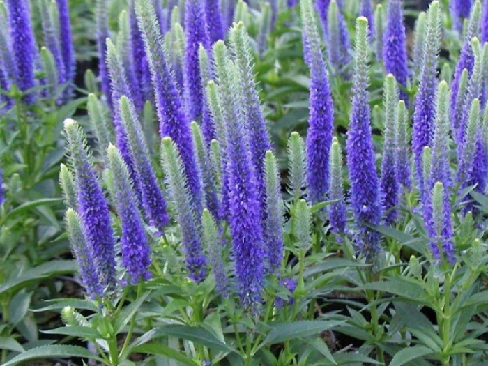 Вероника колосистая ulster dwarf blue