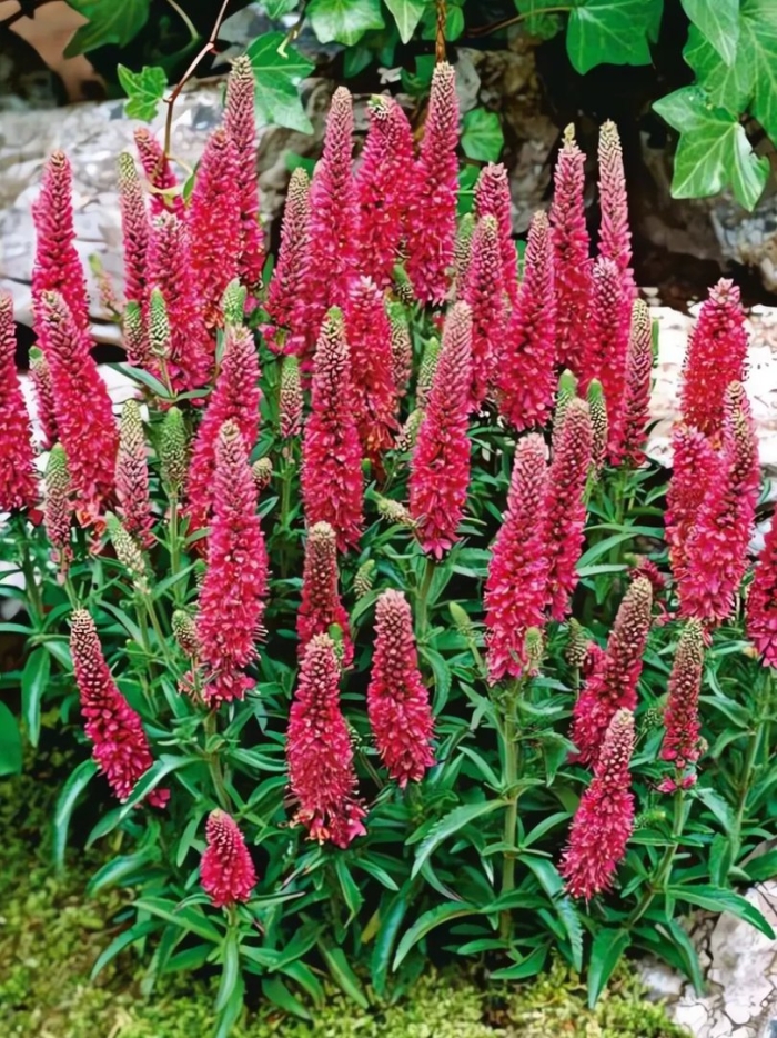 Вероника колосковая хайдекинд