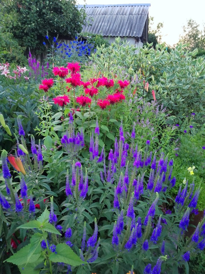 Вероника в саду