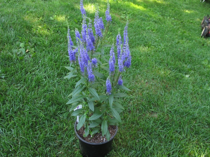 Вероника ульстер блю дварф