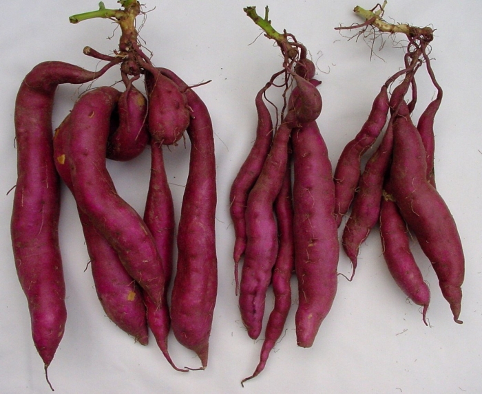 Батат корень