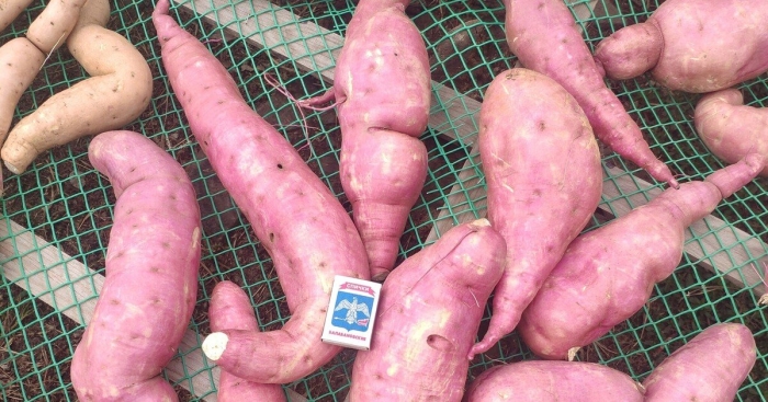 Батат сорт ла