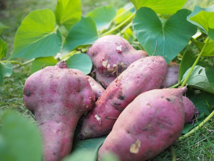 Батат бетти